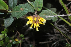 Palicourea aschersonianoides
