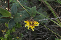 Palicourea aschersonianoides