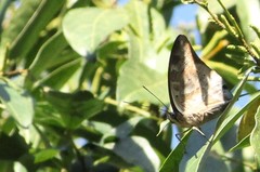 Archaeoprepona demophon