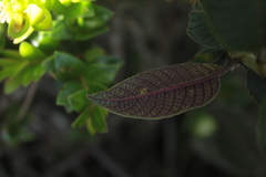 Palicourea aschersonianoides