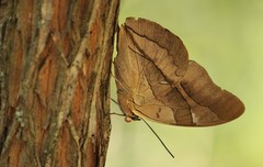 Archaeoprepona chalciope