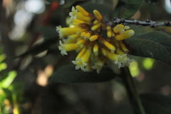 Palicourea aschersonianoides