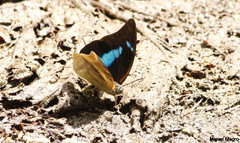Archaeoprepona demophon