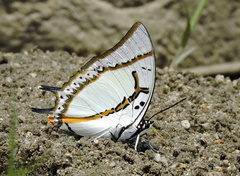 Polyura eudamippus