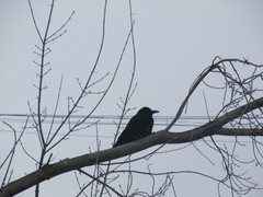 Corvus corone