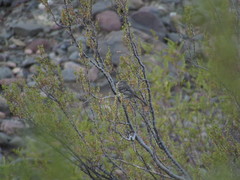 Anairetes flavirostris