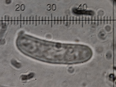 Vuilleminia comedens