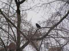 Corvus corone