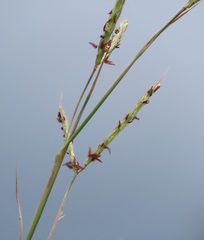 Diheteropogon amplectens