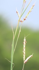 Diheteropogon amplectens