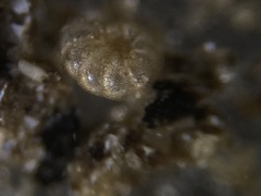 Elphidiidae