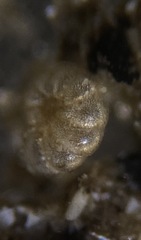 Elphidiidae