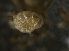 Elphidiidae