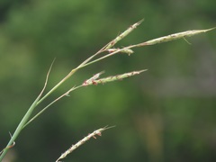 Diheteropogon amplectens