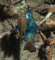 Synchiropus splendidus