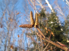 Alnus