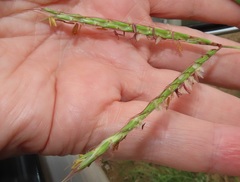 Diheteropogon amplectens