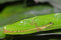 Anolis ventrimaculatus