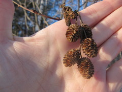 Alnus