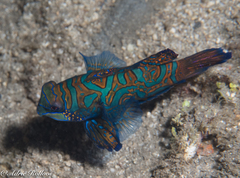 Synchiropus splendidus