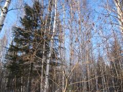 Alnus