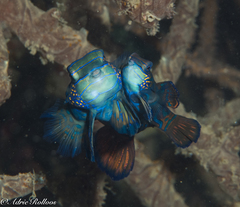 Synchiropus splendidus