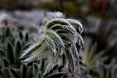 Lupinus alopecuroides