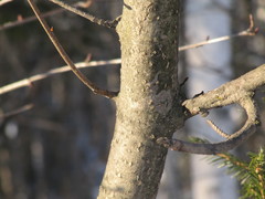 Alnus