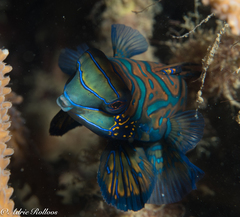 Synchiropus splendidus