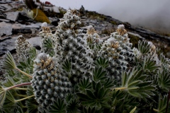 Lupinus alopecuroides
