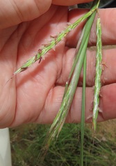 Diheteropogon amplectens