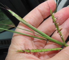 Diheteropogon amplectens
