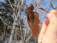 Alnus