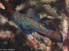 Synchiropus splendidus