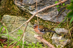 Fringilla coelebs