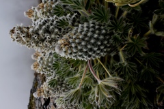 Lupinus alopecuroides