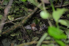 Derby's Woolly Opossum photo 2