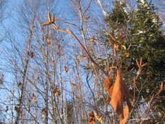 Alnus