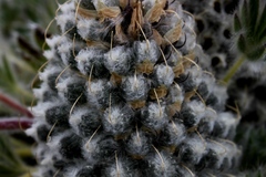 Lupinus alopecuroides