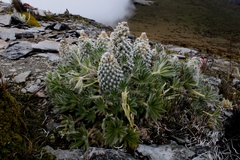 Lupinus alopecuroides