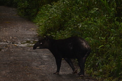 Tapirus pinchaque