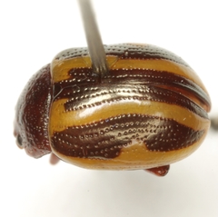 Calligrapha bidenticola