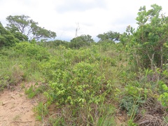 Diheteropogon amplectens