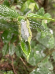 Aoaraneus pentagrammicus