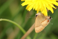 Arzecla tucumanensis