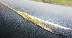 Diheteropogon amplectens
