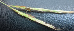 Diheteropogon amplectens