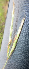 Diheteropogon amplectens