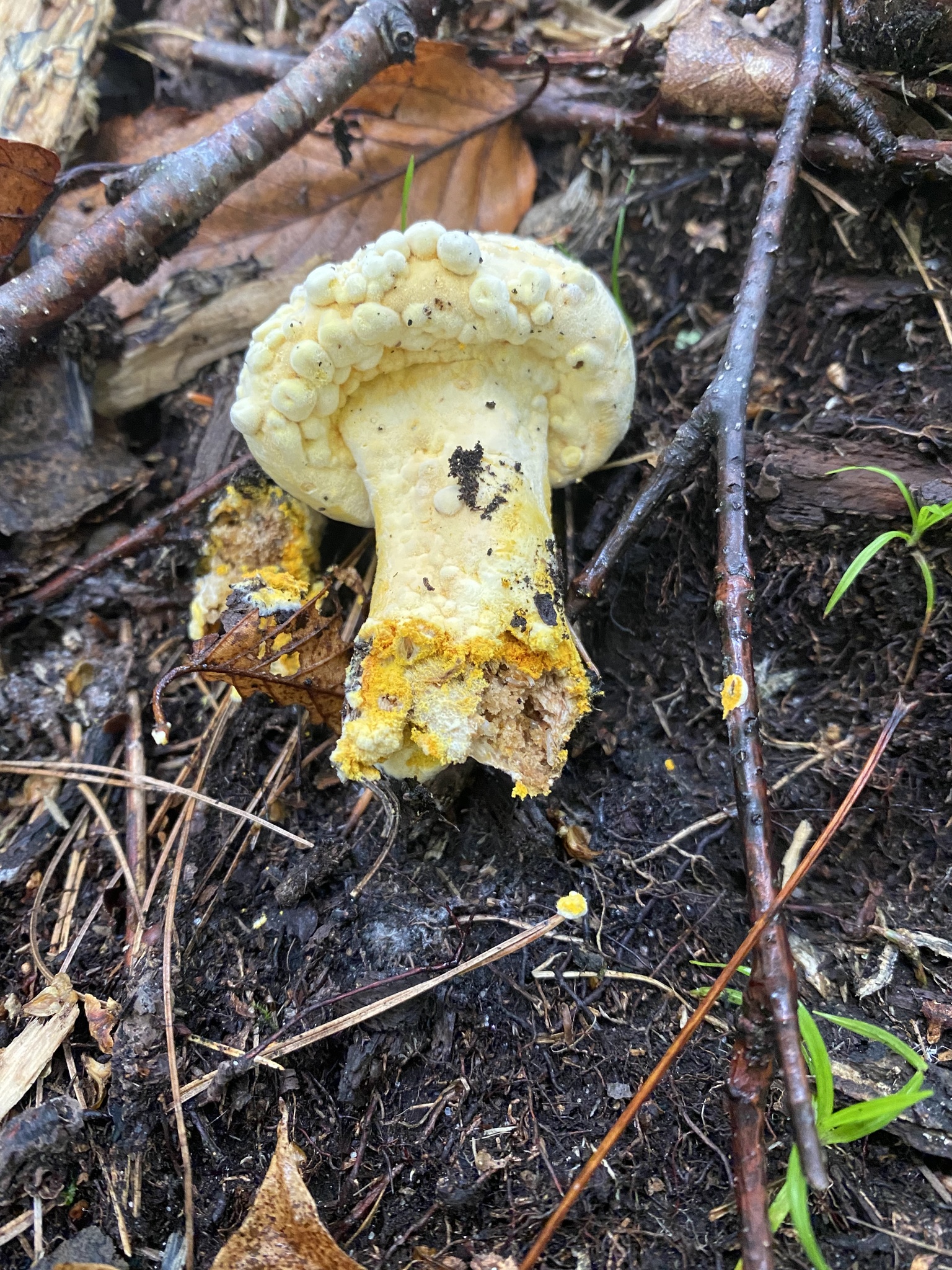 Parasitic Molds - Observation of the Week, 8/5/18 · iNaturalist