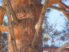 Dendrocopos major